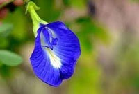 Heirloom Non-GMO Clitoria Flower Seeds for Vibrant Blue Garden Blooms and Herbal Planting