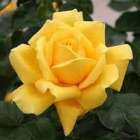 Mustard Yellow Rose Plant Seeds for Planting Non-GMO Heirloom Garden Seeds for Home and Outdoor Gardening
