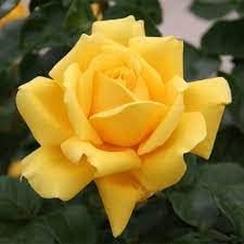 Mustard Yellow Rose Plant Seeds for Planting Non-GMO Heirloom Garden Seeds for Home and Outdoor Gardening