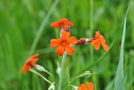 Cockburniana Flower Seeds for Planting - 100 pcs