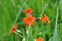 Cockburniana Flower Seeds for Planting - 100 pcs