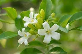 Heirloom Murraya Paniculata Flower Seeds, Non-GMO Fragrant Jasmine Blooms for Garden Planting