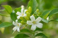 Heirloom Murraya Paniculata Flower Seeds, Non-GMO Fragrant Jasmine Blooms for Garden Planting