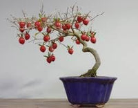 Passion Fruit Seeds for Tropical, Exotic Vines and Fruits 100 pcs