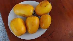 Ilex Verticillata Seeds - Grow Decorative and Festive Winterberry Plants 100 pcs