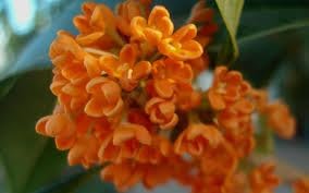 Heirloom Non-GMO Osmanthus Tree Flower Seeds for Planting – Fragrant Evergreen Blooms