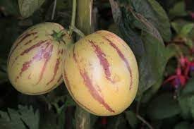 Melon pear Solanum muricatum seeds for garden beds