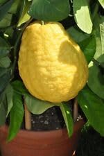 Esrog Fruit Seeds for a Unique and Aromatic Citron Tree 100 pcs