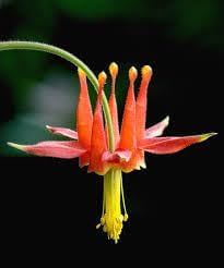 Columbine Viridiflora Flower Seeds – Heirloom Non-GMO Seeds for Unique and Shade Garden Planting