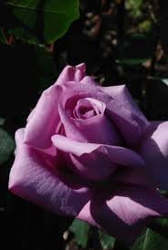 Sterling Silver Rose Seeds for Planting – Heirloom, Non-GMO Flower Garden Seeds