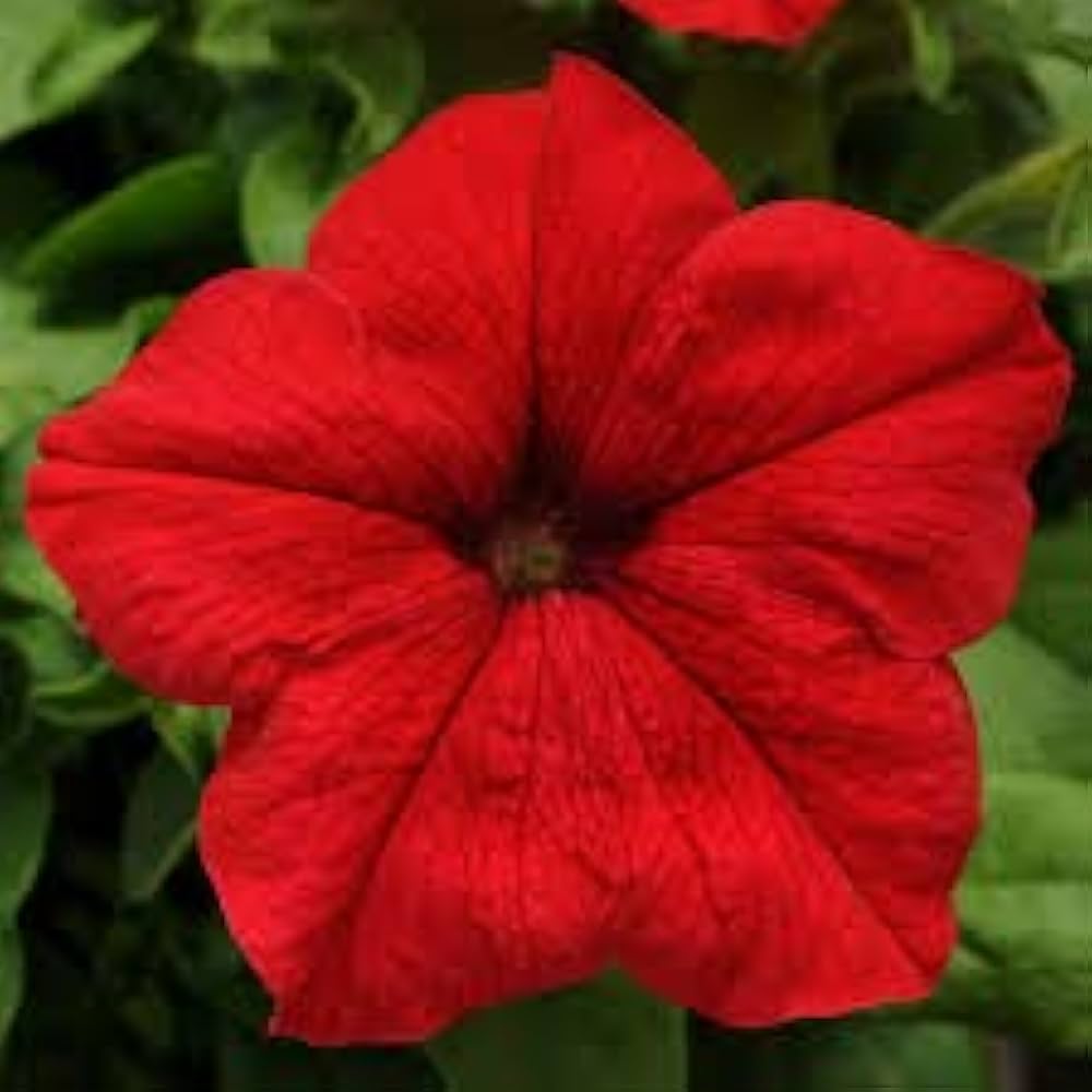 Red - Petunia for planting in home garden