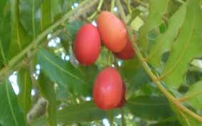 Harpephyllum Caffrum Fruit Seeds for Growing Exotic and Resilient Trees 100 pcs
