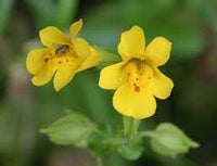 Heirloom Mimulus Guttatus Flower Seeds, Non-GMO Yellow Monkey Flower Blooms for Wetland Garden Planting