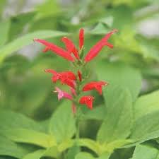 Pineapple Sage Flower Seeds for Planting - Heirloom and Non-GMO Seeds for Home Garden