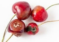 Ardisia Crenata Fruit Seeds - A Decorative Plant with Vibrant Fruits 100 pcs