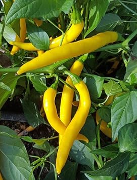 Yellow Chilli Capsicum annuum for planting in balcony garden