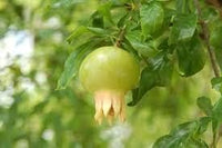 Green Pomegranate Fruit Seeds for Planting - Delicious Harvests, Heirloom & Non-GMO Seeds