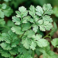 Coriander Vegetable Seeds for Planting, heirloom & Non-GMO Seeds