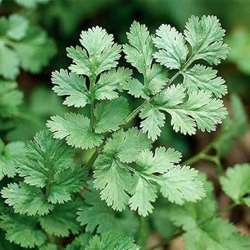 Coriander Coriandrum sativum seeds for planting in herb garden