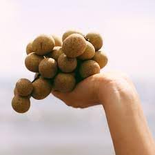 Longan Fruit Seeds for Growing Tropical and Sweet Longan Fruits 100 pcs