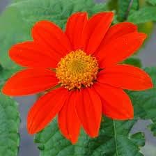Flower (Flower scientific name) for planting in garden