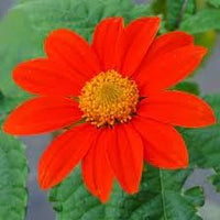 Flower (Flower scientific name) for planting in garden