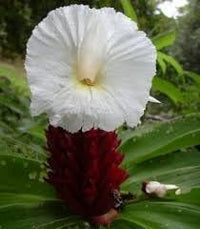 Costus Speciosus Flower Seeds – Heirloom, Non-GMO, Spiral Ginger Blooms for Tropical Garden Planting