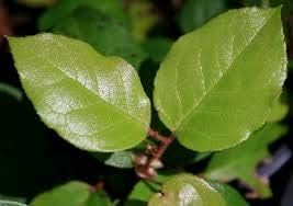 Green Gaultheria Seeds for Planting - 100 pcs