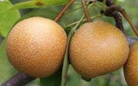 Wild Pear Pyrus Communis Bonsai Seeds for Planting - Ideal for Ornamental Gardens