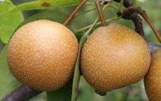 Wild pear Pyrus communis bonsai seeds for ornamental garden