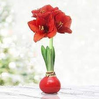 Heirloom Amaryllis Flower Seeds for Planting 100