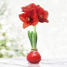 Heirloom Amaryllis Flower Seeds for Planting 100 - Amaryllis for planting in home garden