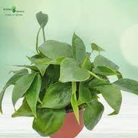 Heirloom Philodendron Plant Seeds for Indoor or Garden Planting, Non-GMO, Lush Tropical Foliage