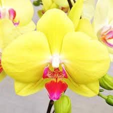 Orchid Phalaenopsis Flower Seeds, Heirloom, Non-GMO Elegant Tropical Blooms for Indoor Planting