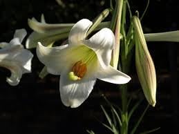 Lilium Longiflorum Flower Seeds – Heirloom Non-GMO Seeds for Fragrant and Elegant Garden Planting