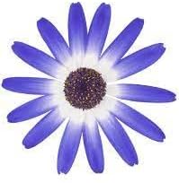 Heirloom Non-GMO Senetti Pericallis Flower Seeds for Planting – Vibrant Early Spring Blooms for Colorful Gardens