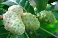 Noni Fruit Seeds for Growing Health-Boosting Trees 100 pcs