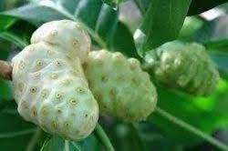 Noni Fruit Seeds for Growing Health-Boosting Trees 100 pcs