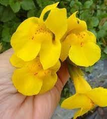 Heirloom Mimulus Guttatus Flower Seeds, Non-GMO Yellow Monkey Flower Blooms for Wetland Garden Planting