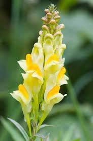 Heirloom Toadflax Flower Seeds for Garden Planting, Non-GMO, Wildflower Blooms for Pollinators