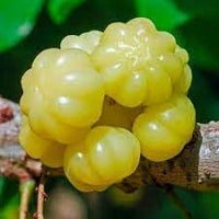 StarFruit Seeds for Growing Sweet and Exotic Tropical Fruit Trees 100 pcs