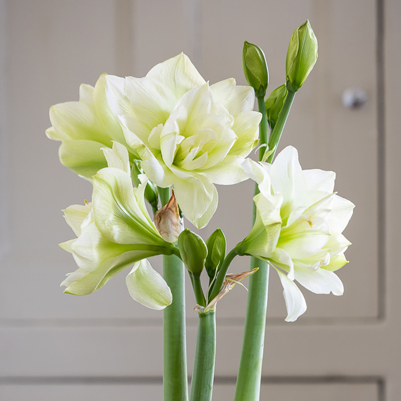 Marilyn Amaryllis Duo Seeds