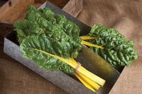 Bright Yellow – Swiss Chard Seed