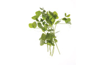 Dwarf Grey Sugar Pea – Shoot Seed