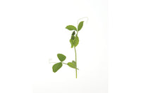 Dwarf Grey Sugar Pea – Shoot Seed