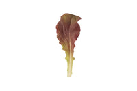 Outredgeous – Organic Lettuce Seed
