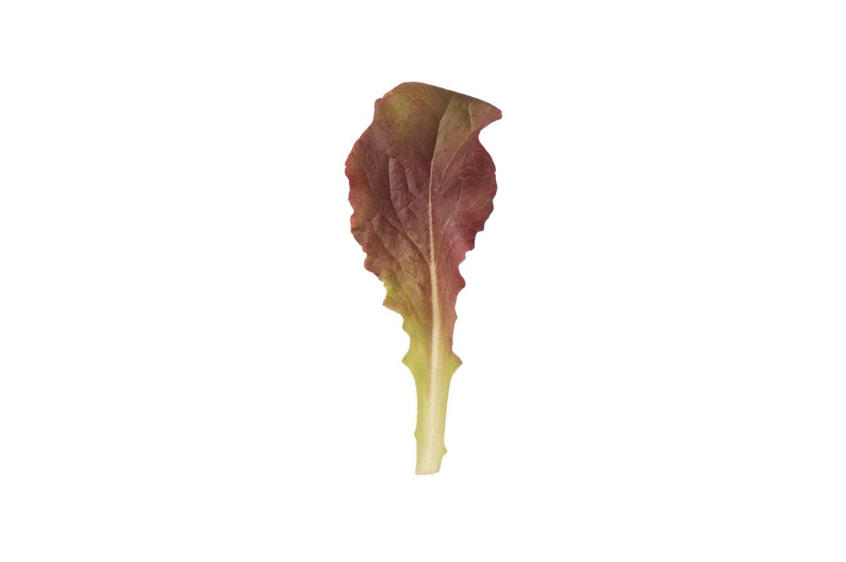 Outredgeous – Lettuce Seed
