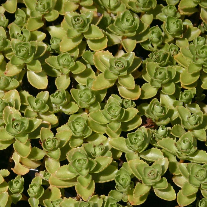 Heirloom Spurium Plant Seeds, Non-GMO Groundcover Succulent for Low-Maintenance Garden Planting