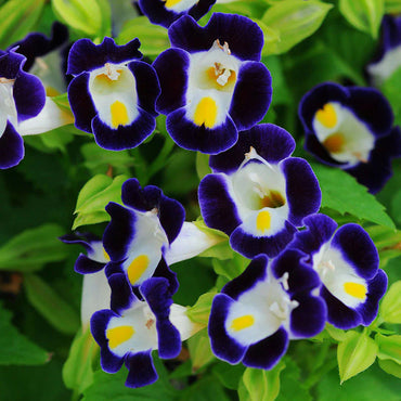 Torenia Kauai Flower Seeds for Planting 100