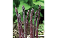 Purple Passion – Asparagus Seed